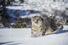 Siberian Tiger (Panthera Tigris Altaica), Montana, United States of America, North America-Janette Hil-Photographic Print