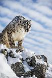 Snow Leopard (Panthera India), Montana, United States of America, North America-Janette Hil-Photographic Print