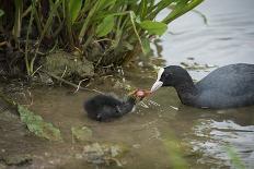 Coot (Fulica), Young Chick Feeding, Gloucestershire, England, United Kingdom-Janette Hill-Photographic Print