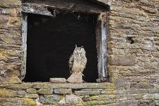 Indian Eagle Owl (Bubo Bengalensis), Herefordshire, England, United Kingdom-Janette Hill-Photographic Print