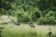 Pack of African Wild Dogs (Painted Dog) (Cape Hunting Dog) (Lycaon Pictus)-Janette Hill-Photographic Print