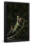 Essential Black