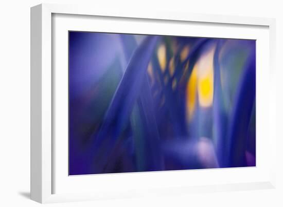 Jangal-WTN Photography-Framed Giclee Print