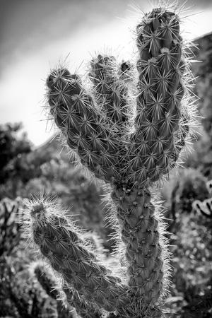 Poster Jardim De Cactus Caquetado Em Pote