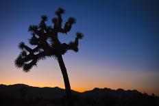 Desert Rock Plant-Janice Sullivan-Giclee Print