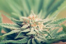 Cannabis Flowering-JanMika-Laminated Photographic Print