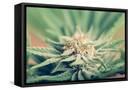 Framed Canvas