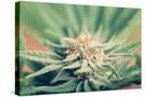 Stretched Canvas