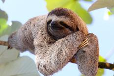 Happy Sloth Hanging on the Tree-Janossy Gergely-Photographic Print