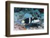 Jansen's Wrasse-Hal Beral-Framed Photographic Print