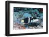 Jansen's Wrasse-Hal Beral-Framed Photographic Print