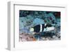 Jansen's Wrasse-Hal Beral-Framed Photographic Print