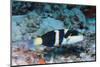 Jansen's Wrasse-Hal Beral-Mounted Photographic Print