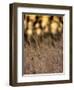 Jante-Jim Crotty-Framed Photographic Print