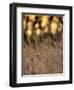 Jante-Jim Crotty-Framed Photographic Print