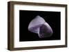 Janthina Globosa-Paul Starosta-Framed Photographic Print