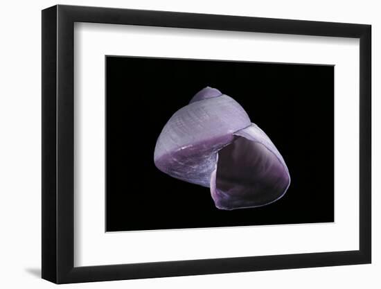 Janthina Globosa-Paul Starosta-Framed Photographic Print