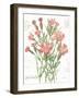 January Dianthus on White-Katie Pertiet-Framed Art Print