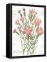 January Dianthus on White-Katie Pertiet-Framed Stretched Canvas