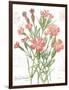 January Dianthus on White-Katie Pertiet-Framed Art Print