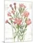 January Dianthus on White-Katie Pertiet-Mounted Art Print