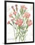 January Dianthus on White-Katie Pertiet-Framed Art Print