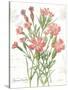 January Dianthus on White-Katie Pertiet-Stretched Canvas