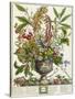 January, from Twelve Months of Flowers, by Robert Furber-Pieter Casteels-Stretched Canvas