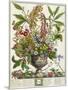 January, from Twelve Months of Flowers, by Robert Furber-Pieter Casteels-Mounted Giclee Print