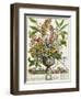 January, from Twelve Months of Flowers, by Robert Furber-Pieter Casteels-Framed Giclee Print