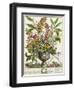 January, from Twelve Months of Flowers, by Robert Furber-Pieter Casteels-Framed Giclee Print