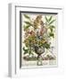 January, from Twelve Months of Flowers, by Robert Furber-Pieter Casteels-Framed Giclee Print