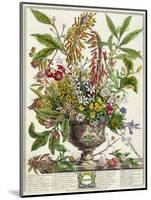 January, from Twelve Months of Flowers, by Robert Furber-Pieter Casteels-Mounted Giclee Print