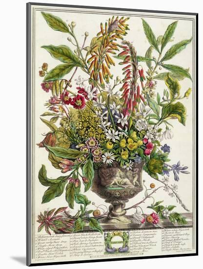 January, from Twelve Months of Flowers, by Robert Furber-Pieter Casteels-Mounted Giclee Print