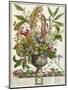 January, from Twelve Months of Flowers, by Robert Furber-Pieter Casteels-Mounted Giclee Print