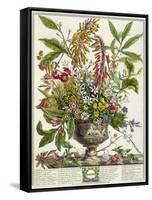 January, from Twelve Months of Flowers, by Robert Furber-Pieter Casteels-Framed Stretched Canvas