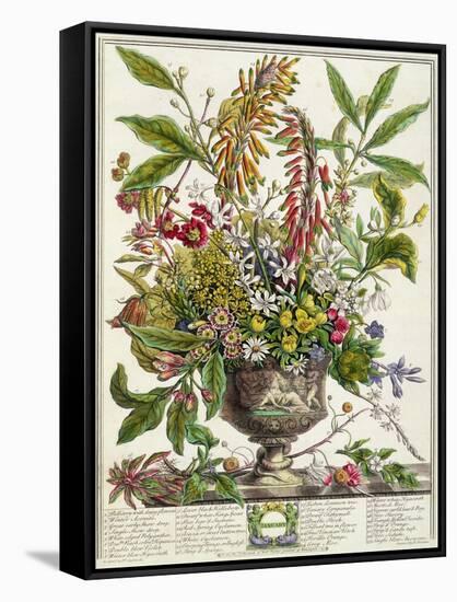 January, from Twelve Months of Flowers, by Robert Furber-Pieter Casteels-Framed Stretched Canvas