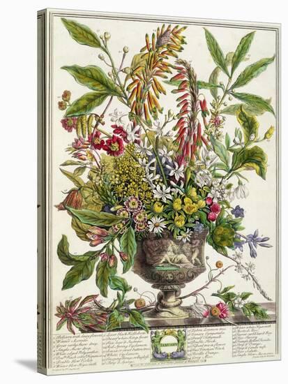 January, from Twelve Months of Flowers, by Robert Furber-Pieter Casteels-Stretched Canvas