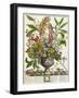 January, from Twelve Months of Flowers, by Robert Furber-Pieter Casteels-Framed Giclee Print