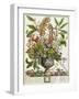 January, from Twelve Months of Flowers, by Robert Furber-Pieter Casteels-Framed Giclee Print