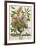 January, from Twelve Months of Flowers, by Robert Furber-Pieter Casteels-Framed Giclee Print