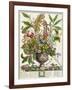 January, from Twelve Months of Flowers, by Robert Furber-Pieter Casteels-Framed Giclee Print