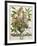 January, from Twelve Months of Flowers, by Robert Furber-Pieter Casteels-Framed Giclee Print