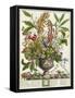 January, from Twelve Months of Flowers, by Robert Furber-Pieter Casteels-Framed Stretched Canvas