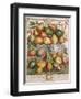 January, from 'Twelve Months of Fruits'-Pieter Casteels-Framed Giclee Print