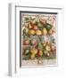 January, from 'Twelve Months of Fruits'-Pieter Casteels-Framed Giclee Print