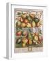 January, from 'Twelve Months of Fruits'-Pieter Casteels-Framed Giclee Print