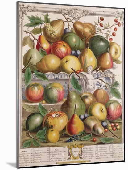 January, from 'Twelve Months of Fruits'-Pieter Casteels-Mounted Giclee Print