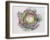 January King Cabbage-Alison Cooper-Framed Giclee Print