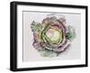 January King Cabbage-Alison Cooper-Framed Giclee Print